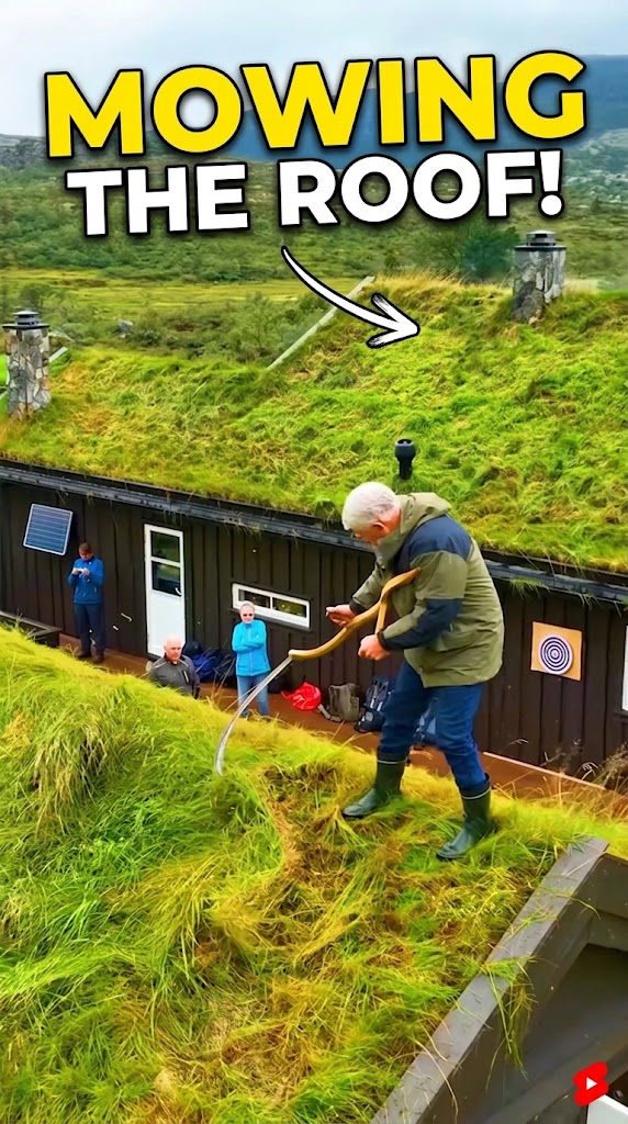 Norway Grass Roofs Maxis Fibre